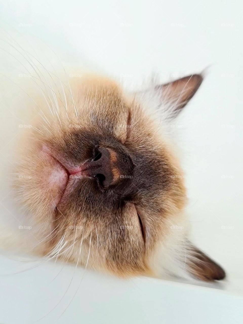 Close up of the young Sacred Birman cat sleeping deeply 