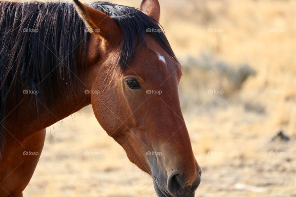 Wild mustang yearling horse Nevada 