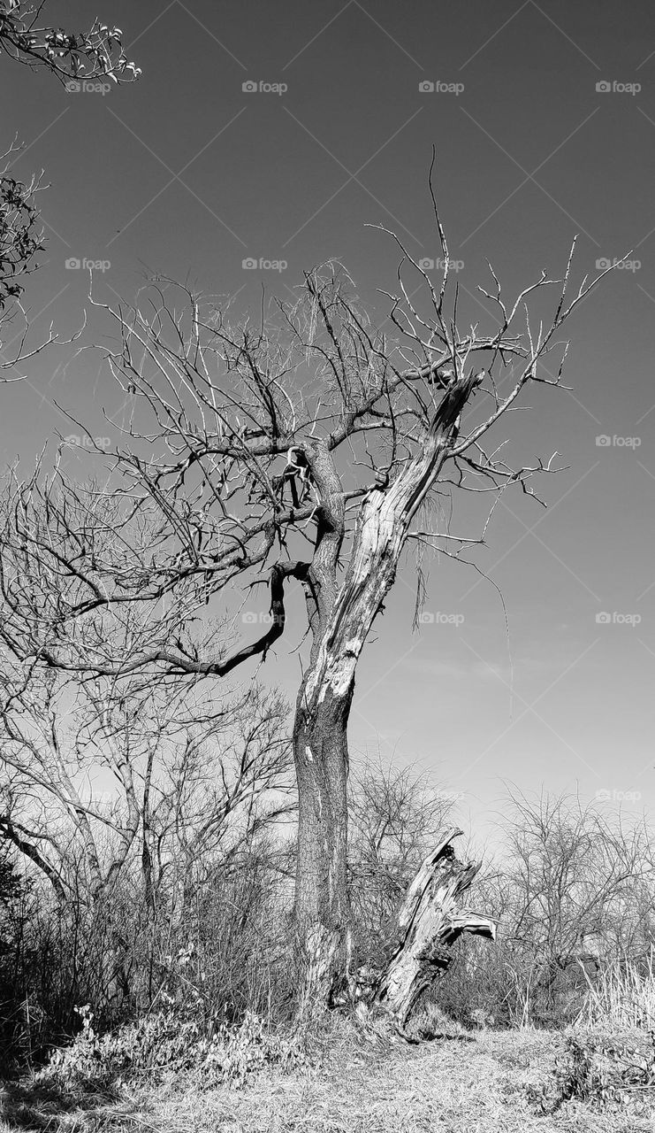 Portrait of a old tree