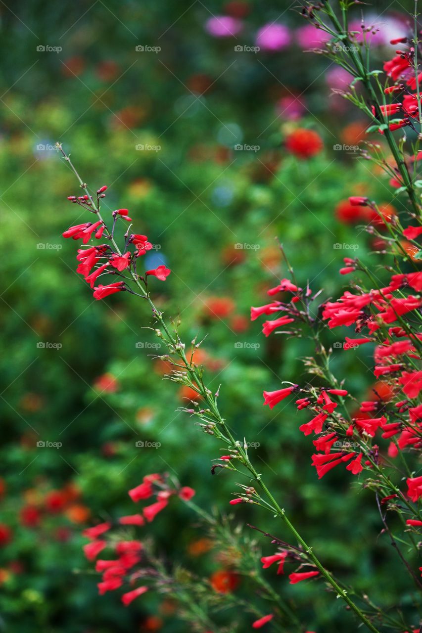 Texas Firecracker