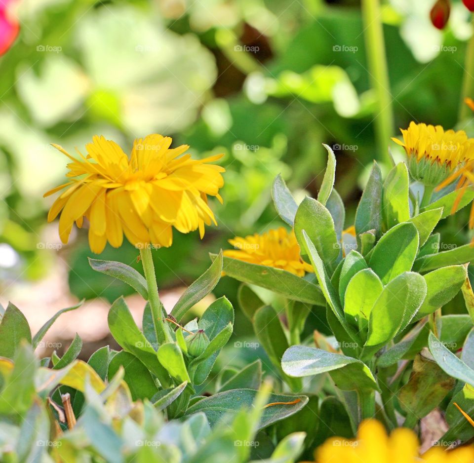 Yellow flowers