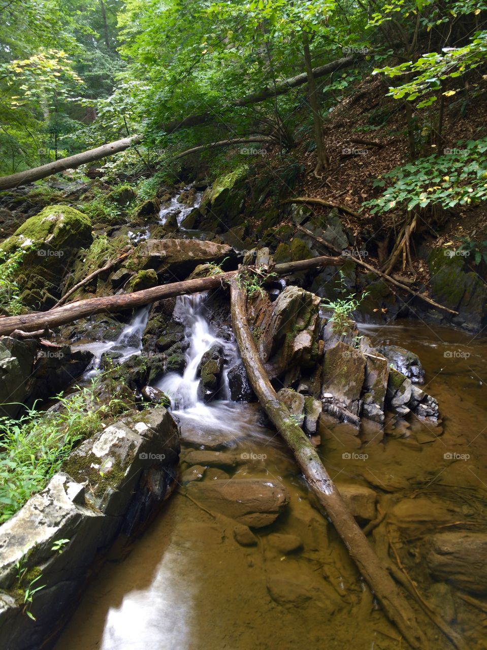 Summer Stream and Little Waterfalls 