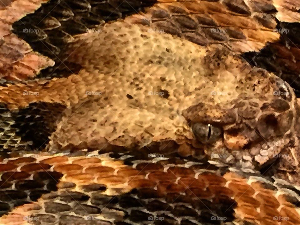 Rattlesnake 