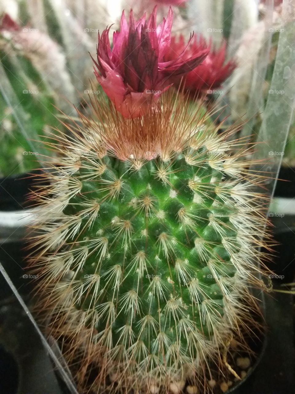 Cactus