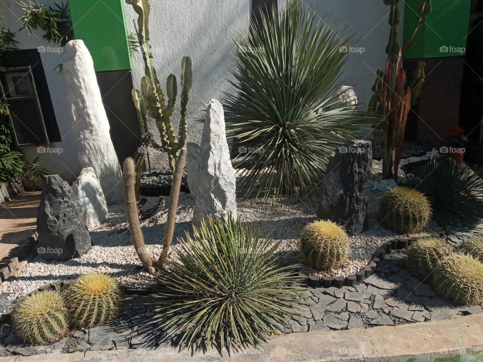 Phot Cactus
