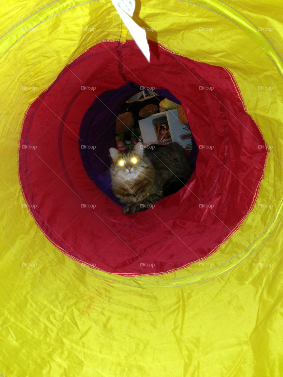 tunnel colors toys cat by alanagwinner