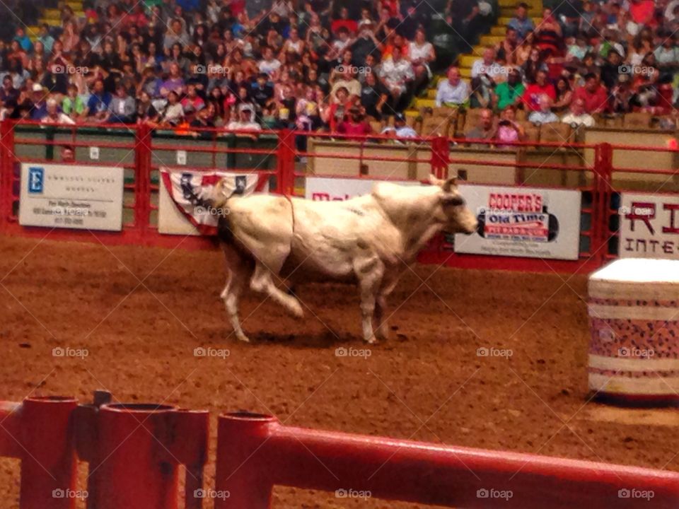 Big and dangerous. Bull at a rodeo