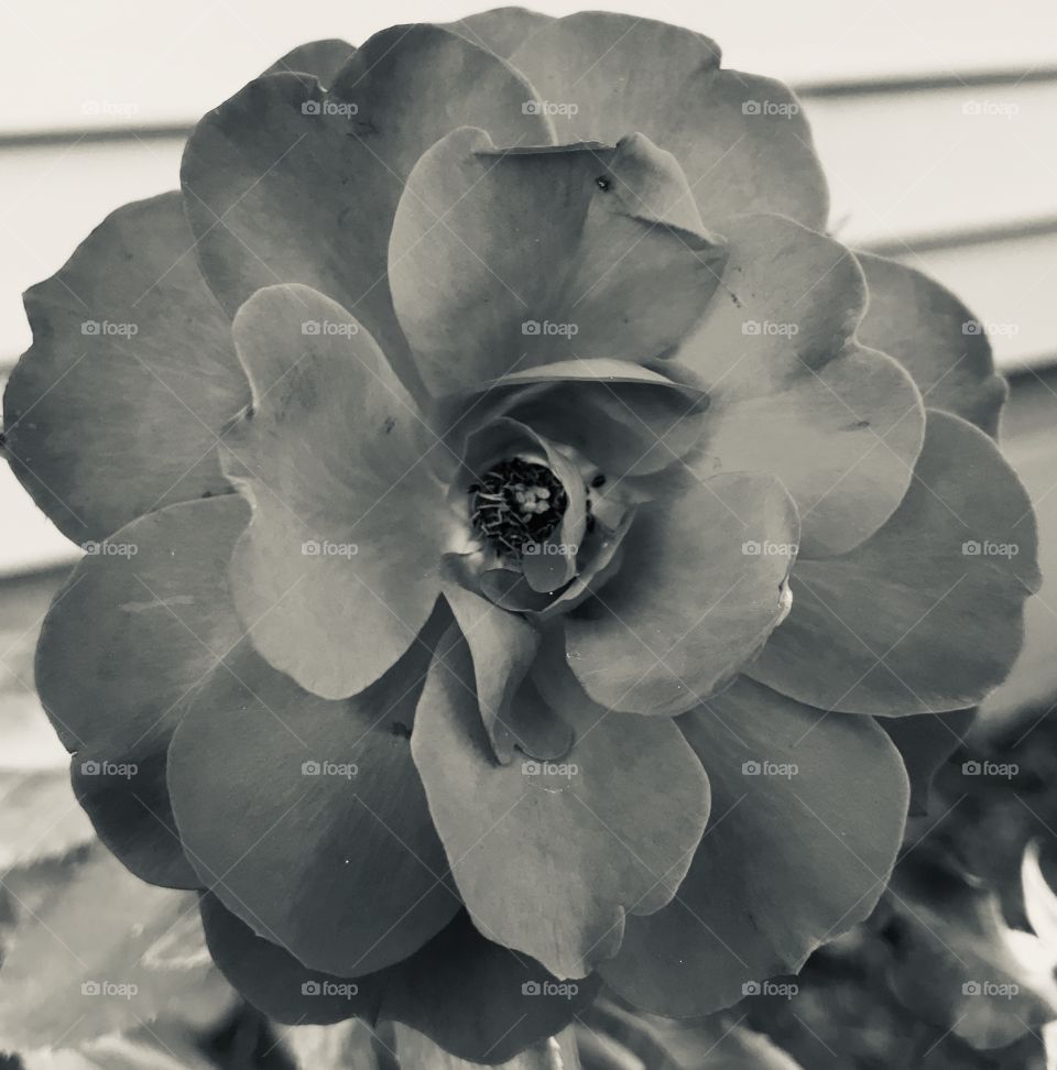 Black and white photo of a flower—taken in Schererville, Indiana 