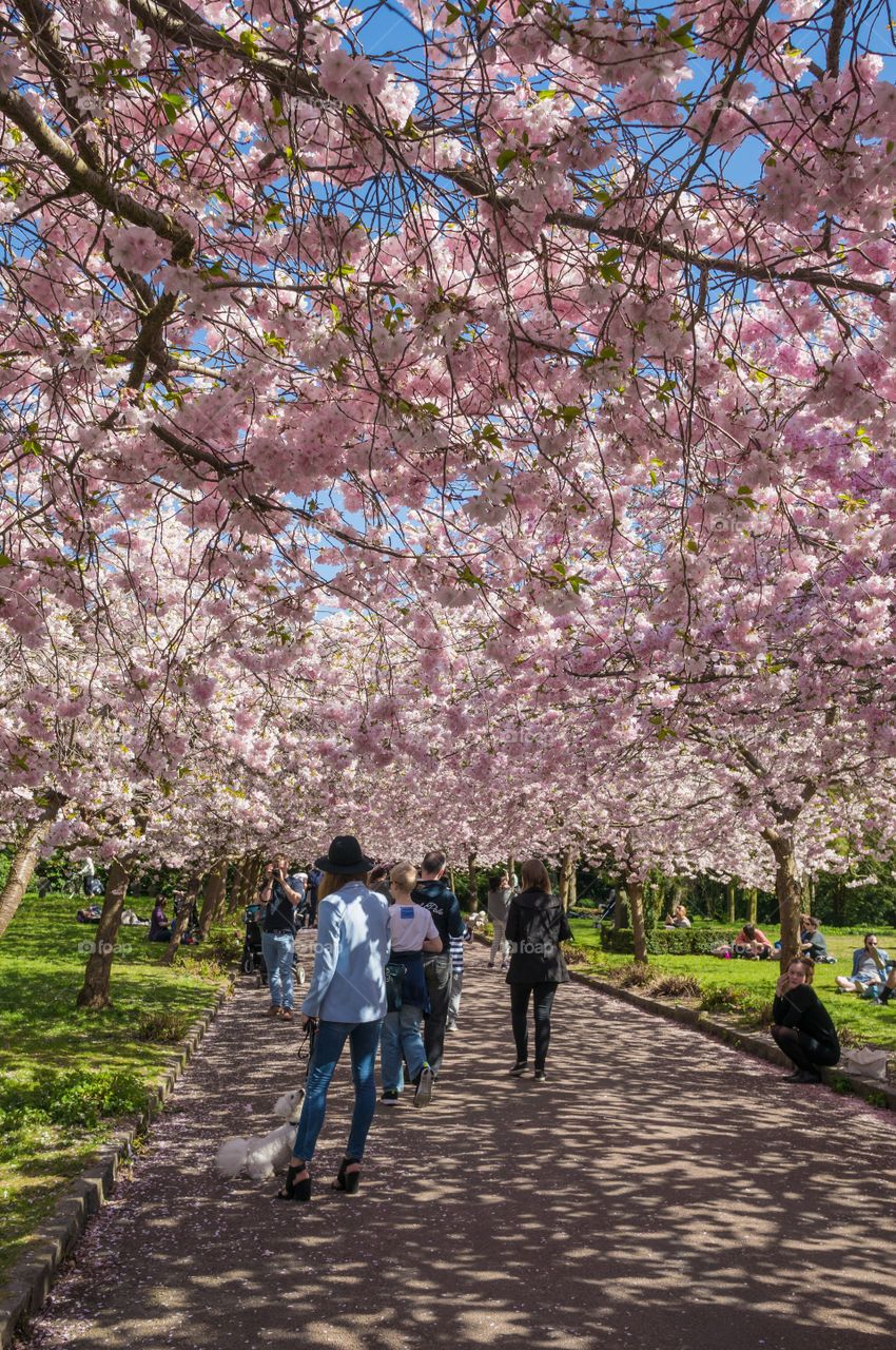 Pink park