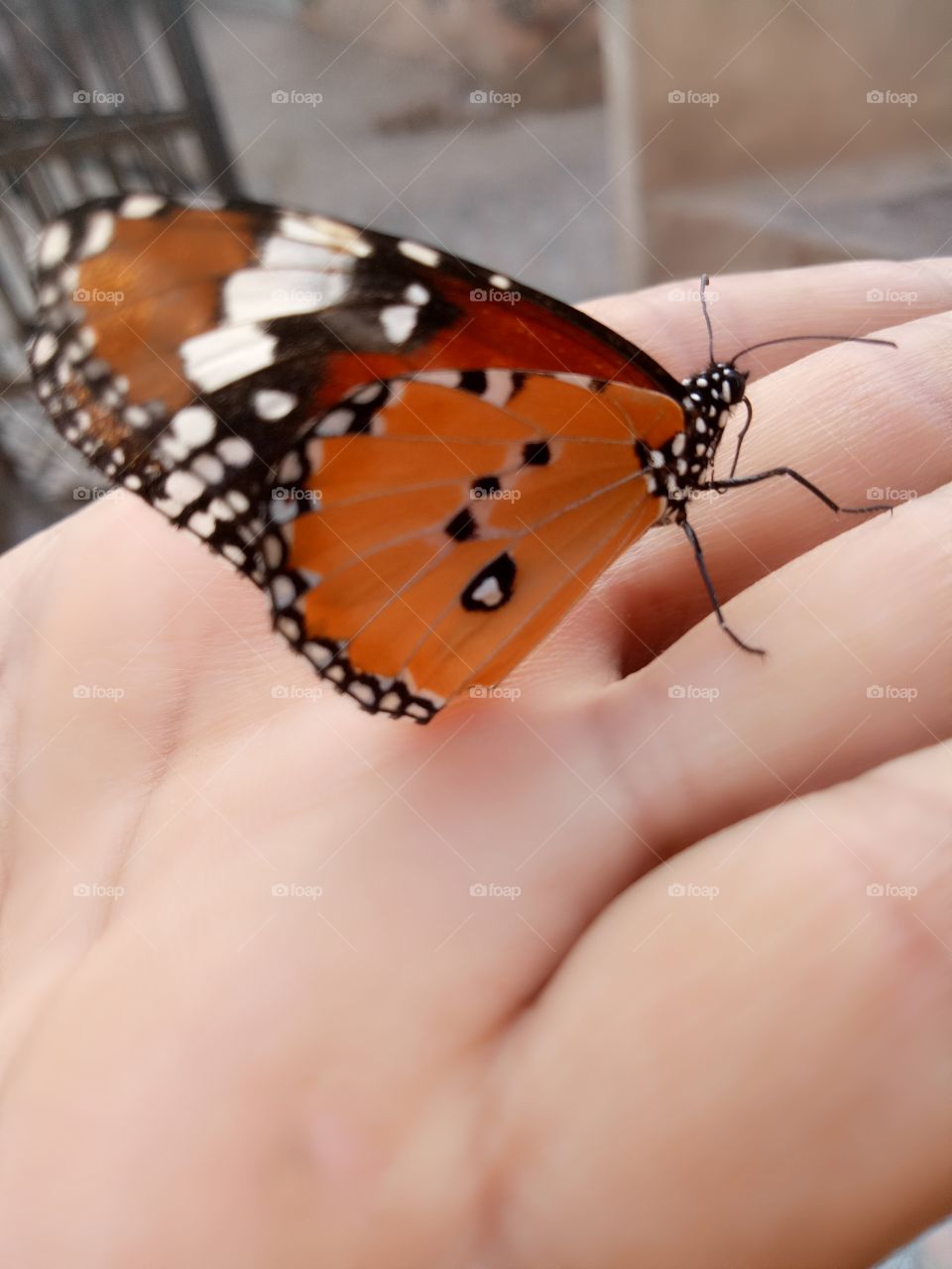 adorable butterfly