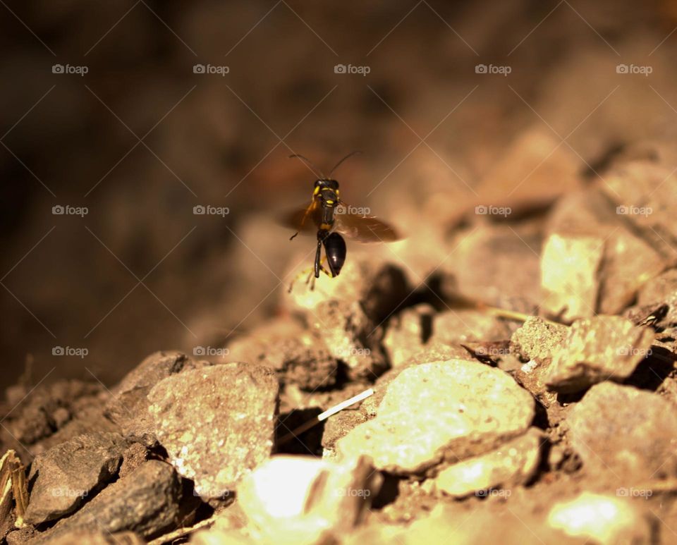 A mud dauber executing a dance in the air,even insects can create art.