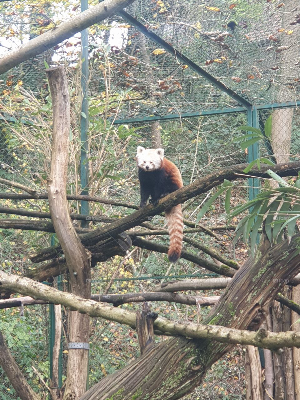 Red Panda