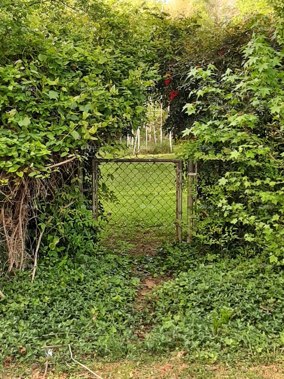 tiny gate