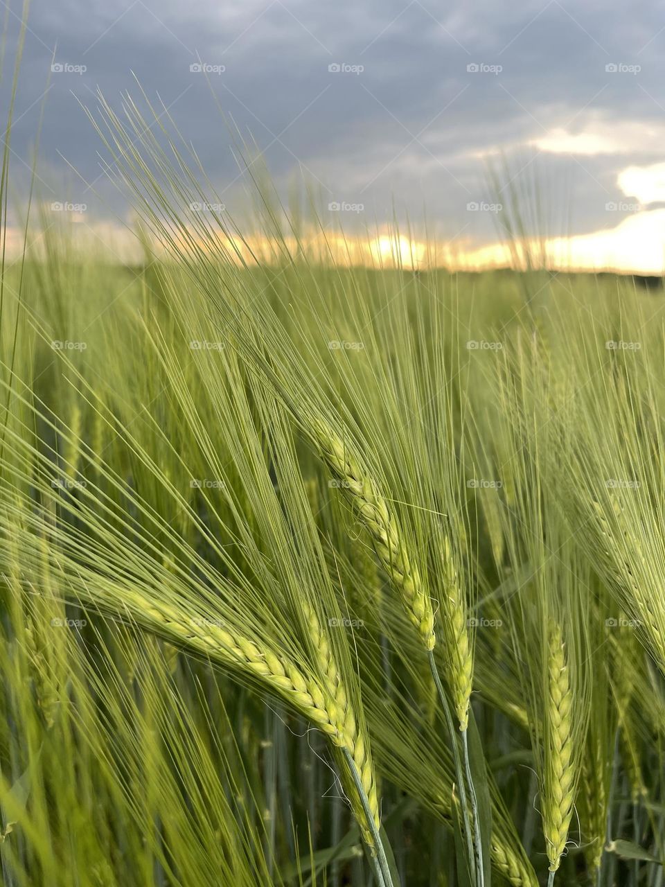 Sunset lover🧚‍♂️