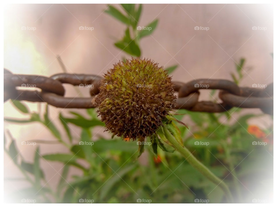 chain growing flower