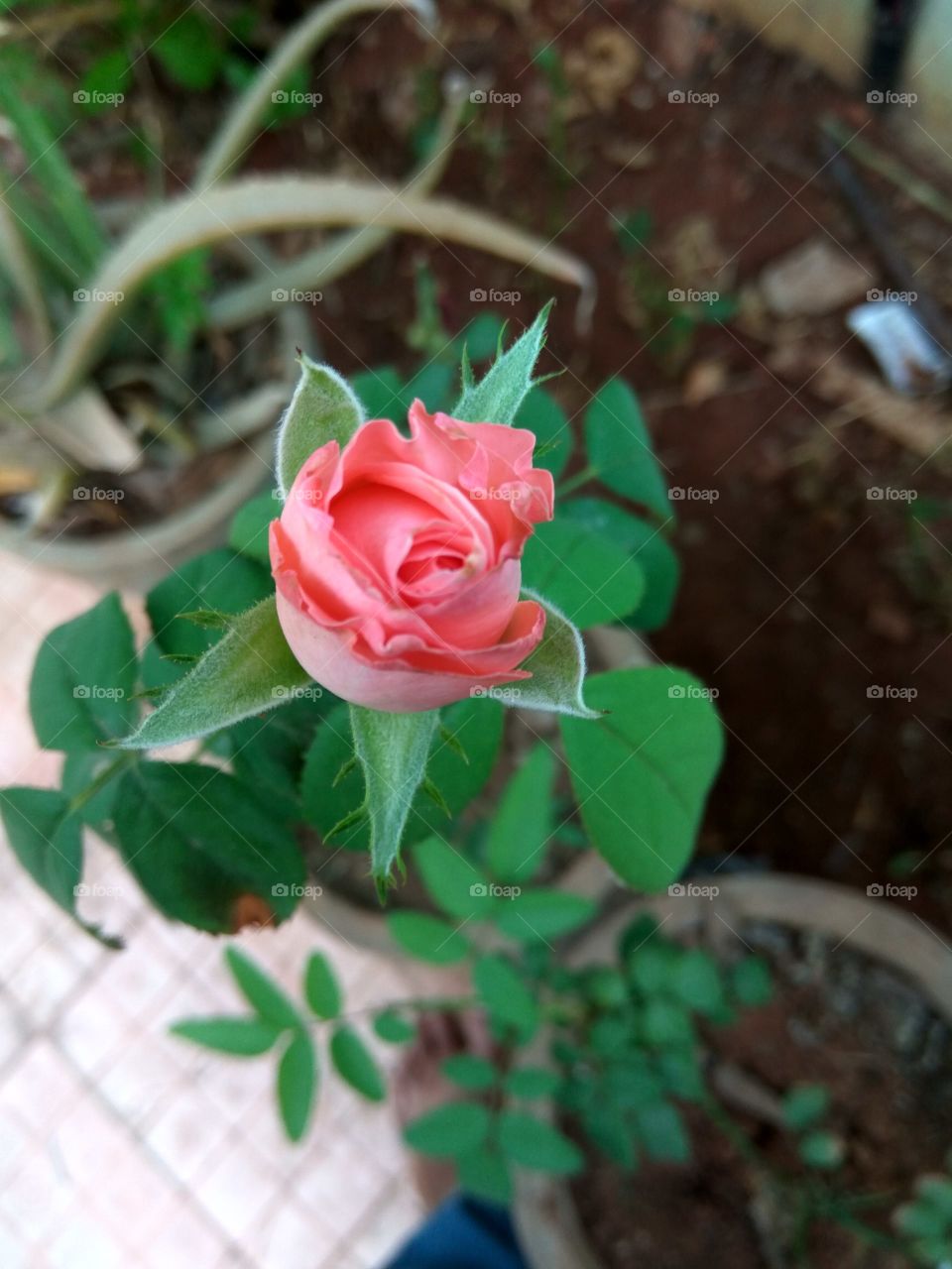 beautiful rose