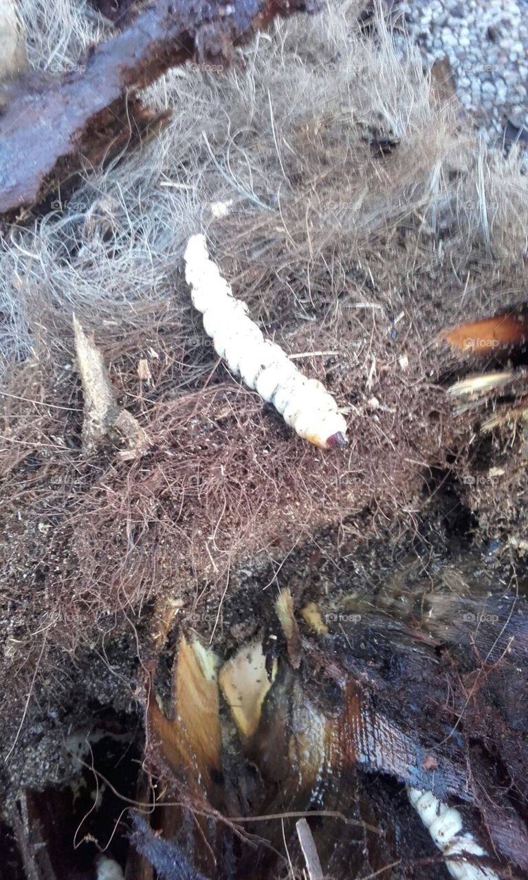 Nature, Outdoors, No Person, Desktop, Tree