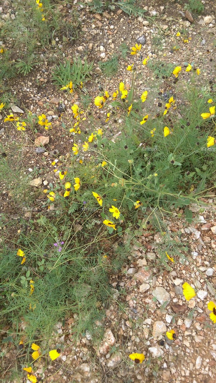 Flower, Nature, Flora, Summer, Outdoors