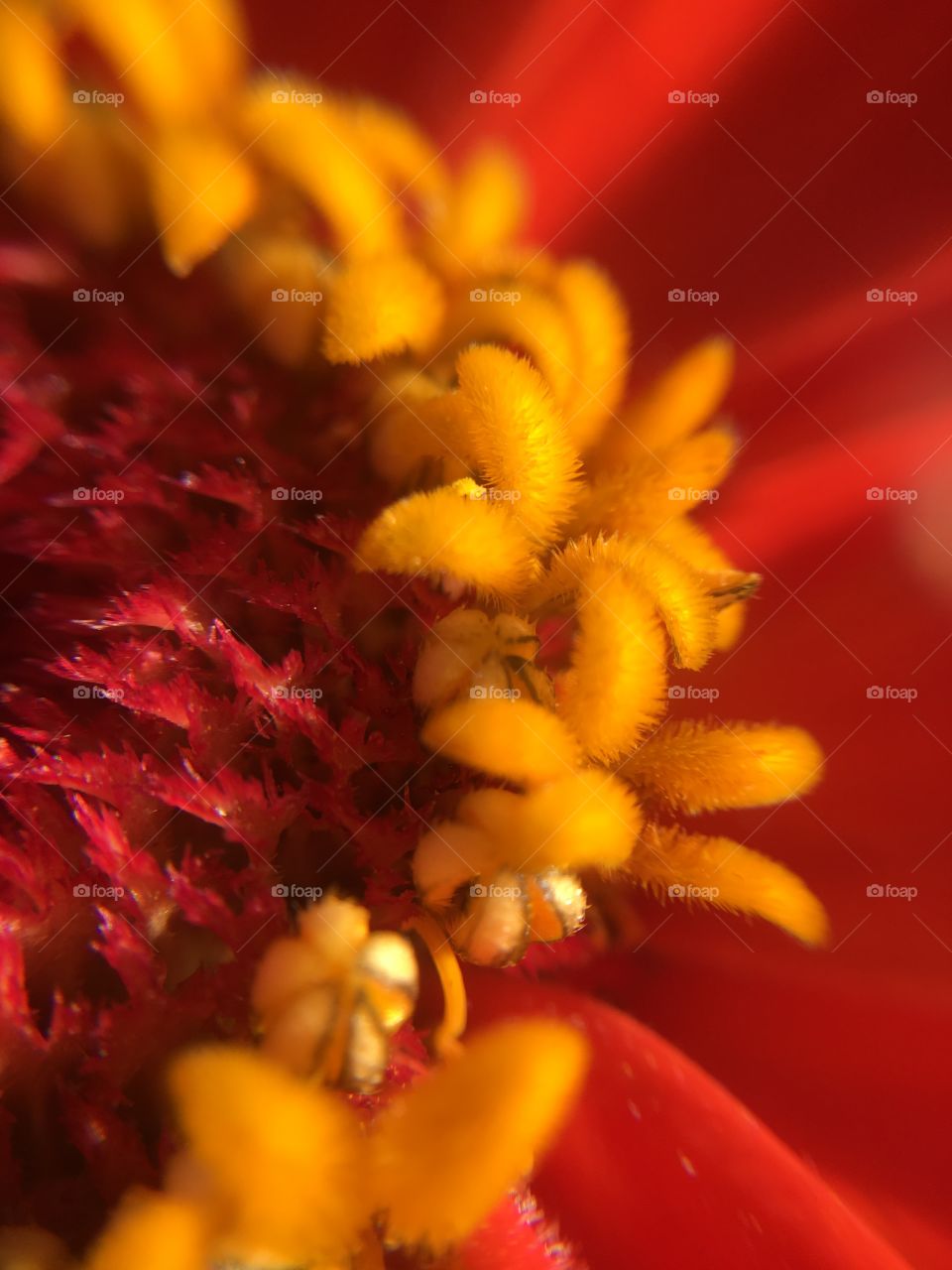 Zinnia closeup 