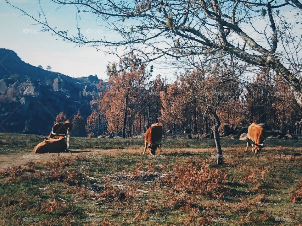 Wild cows in the mountains 