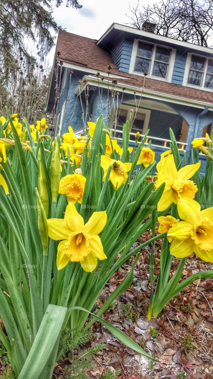 Daffodils