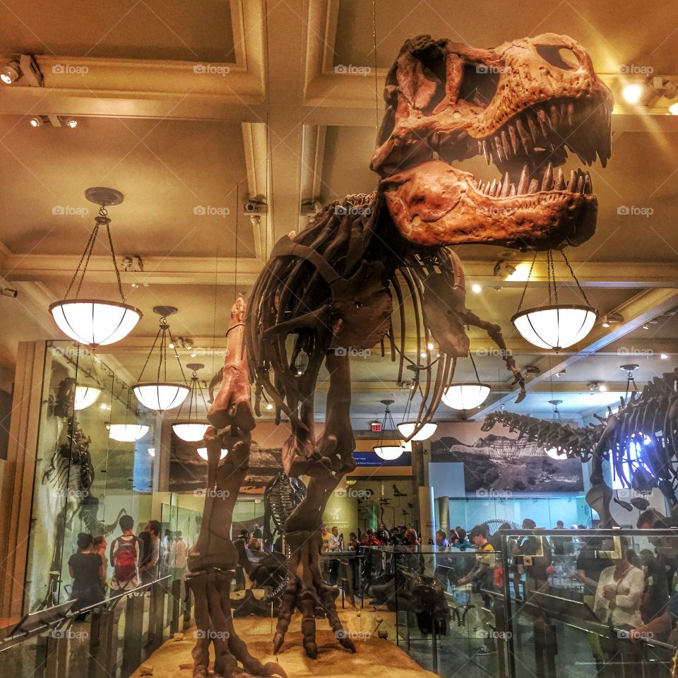 T Rex. Walking around a museum