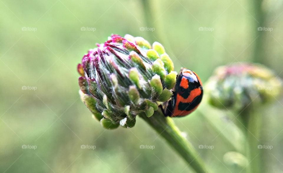 Little Bug on a flower blossom 