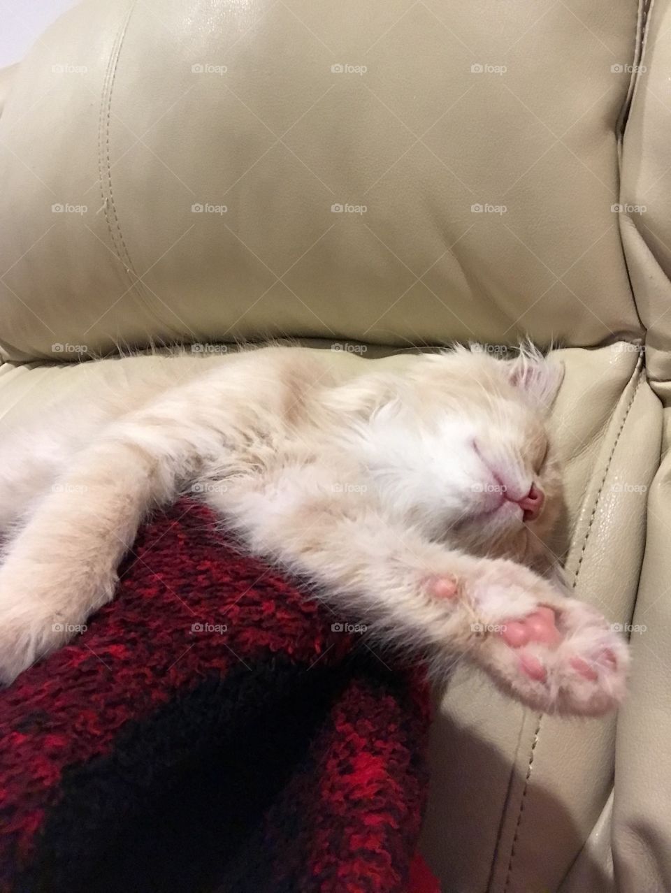 All tuckered out kitten