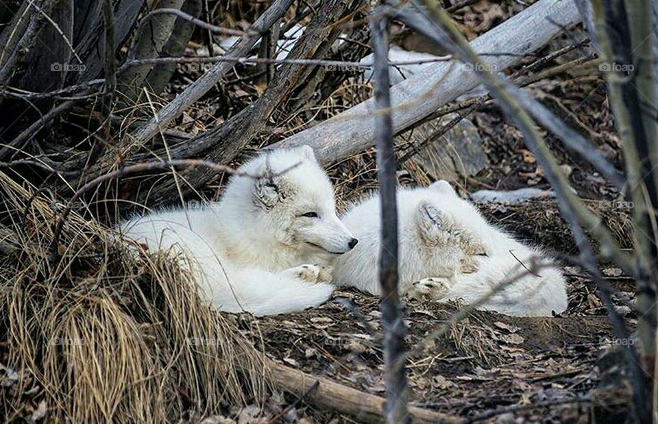 arctic fox