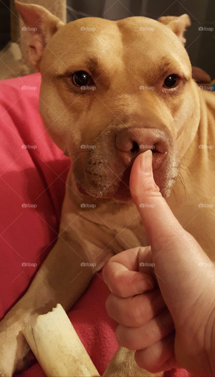 dog nose thumbs up sniff