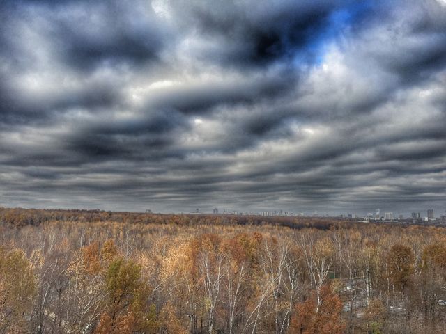 Autumn forest. View from the window.