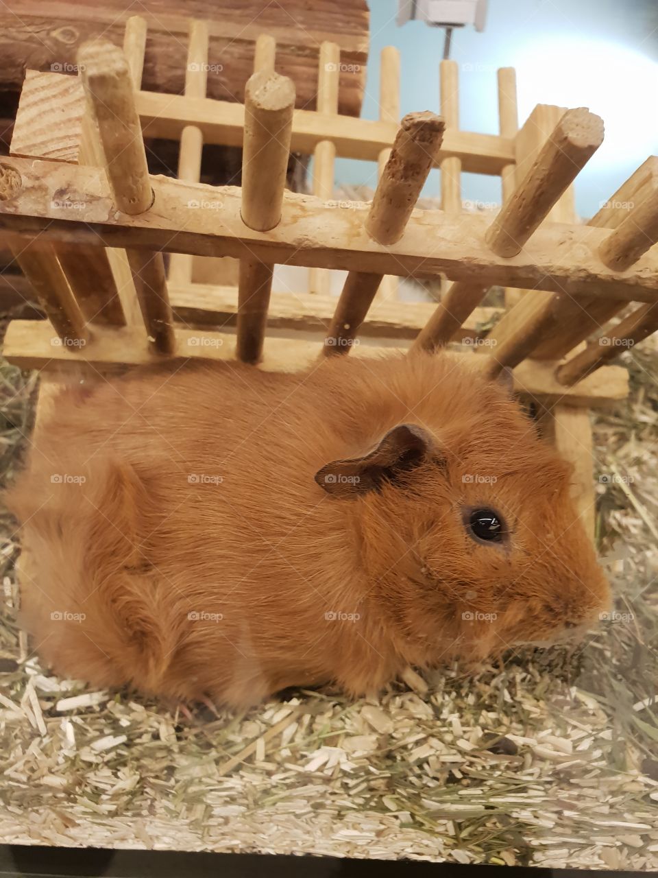 weil ich es einfach mag