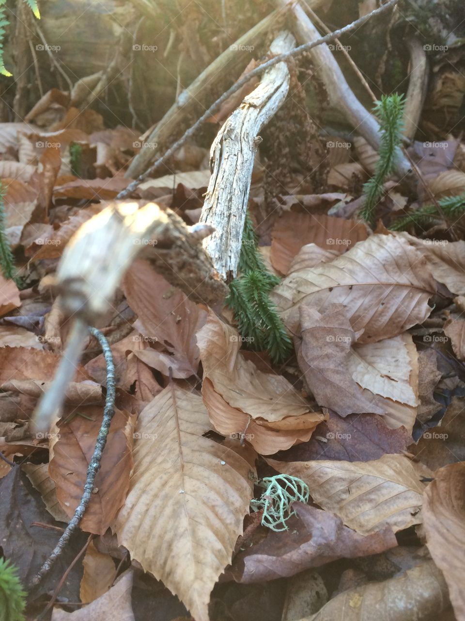 Stick on the forest floor
