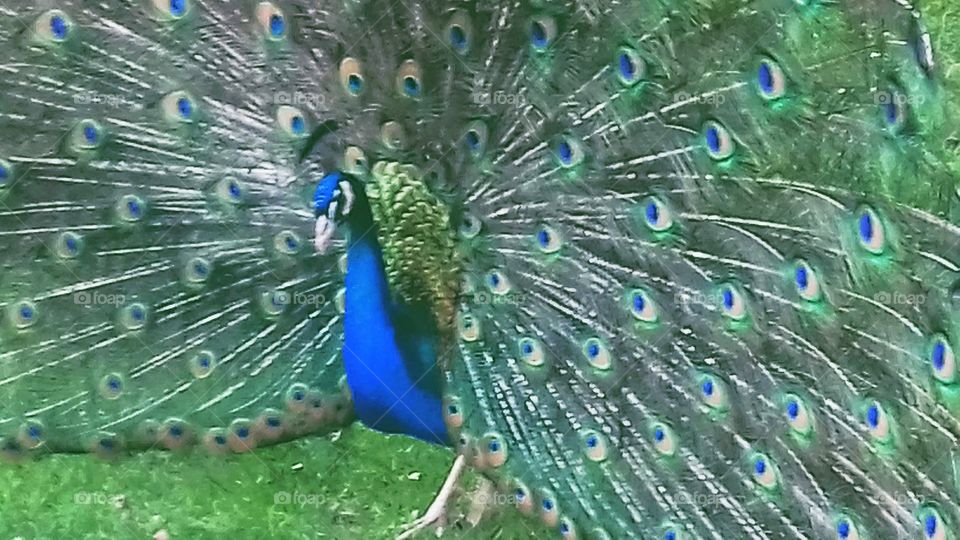 Peacock