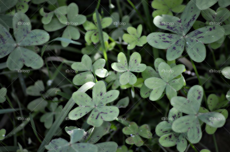 Shamrock