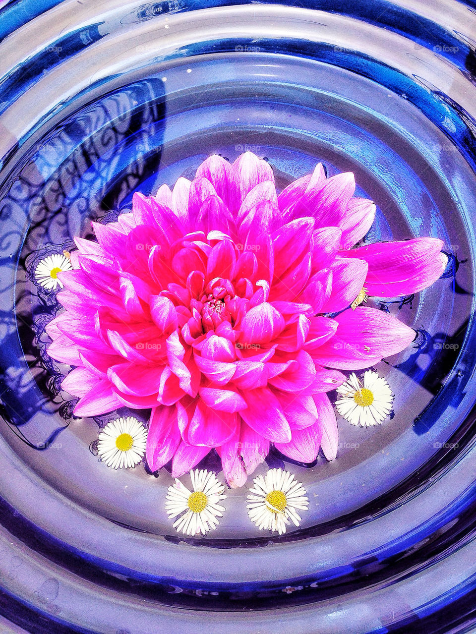 Pink dahlia floating in water with daisies