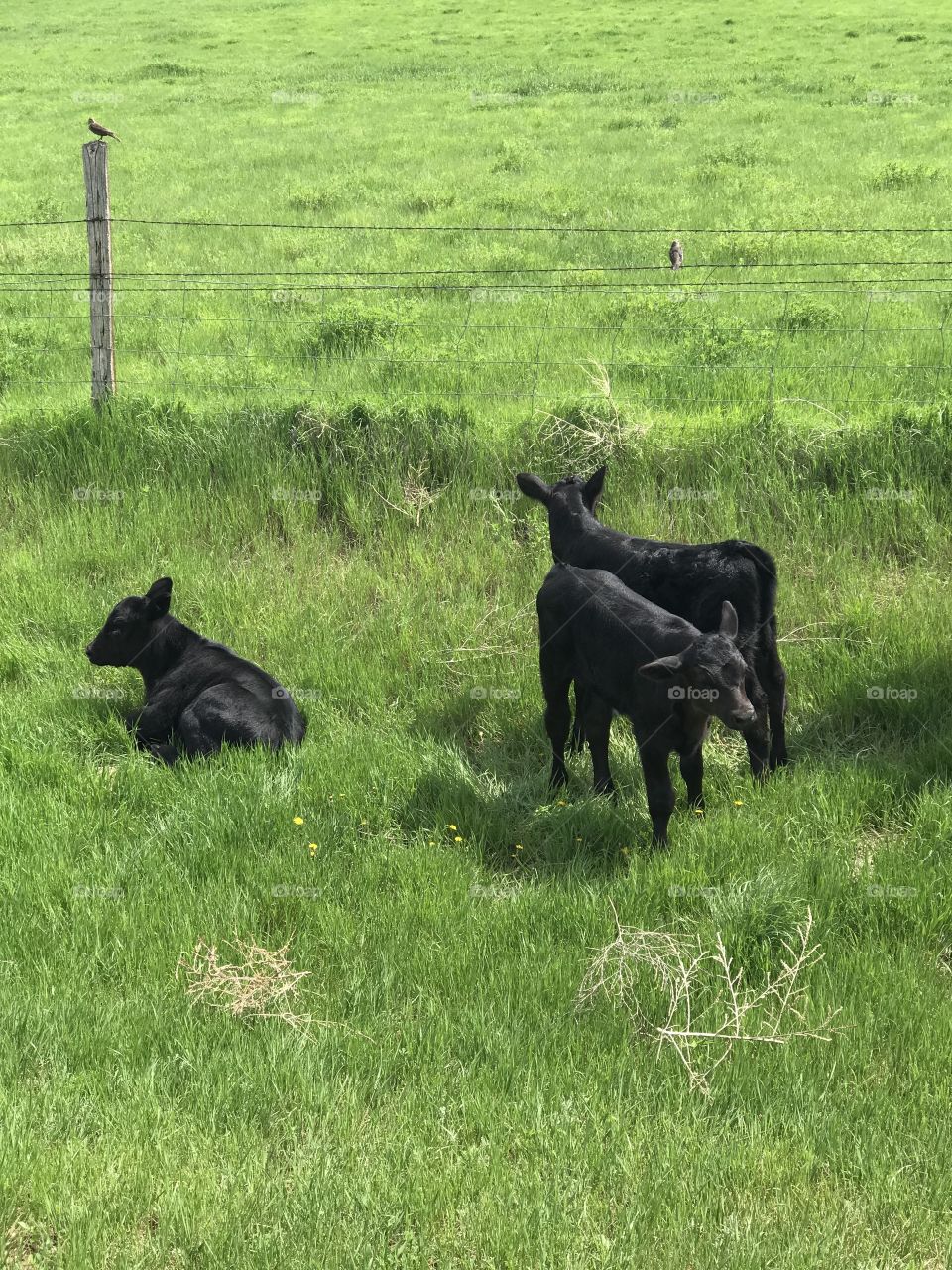 Three calves