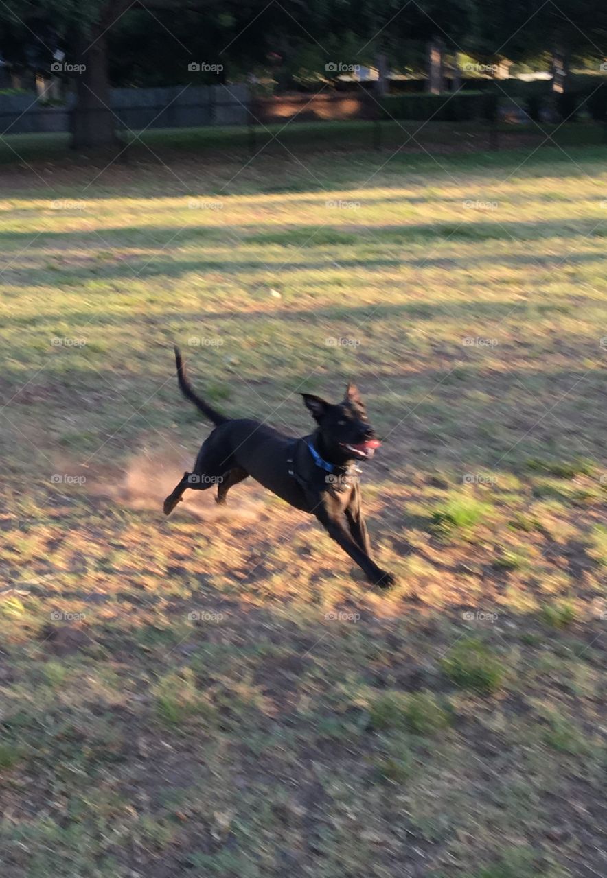 Black dog playing frisbee 