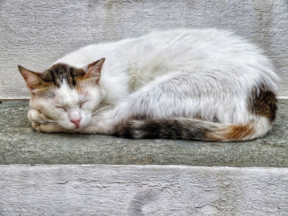 Greek cat Folegandros 