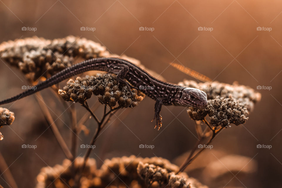 lizard sits on a dry flower