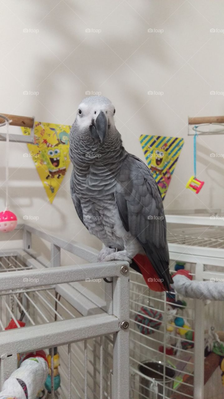 African grey parrot