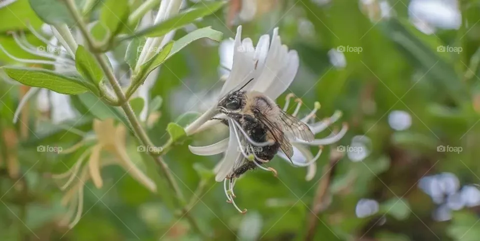 Busy bee