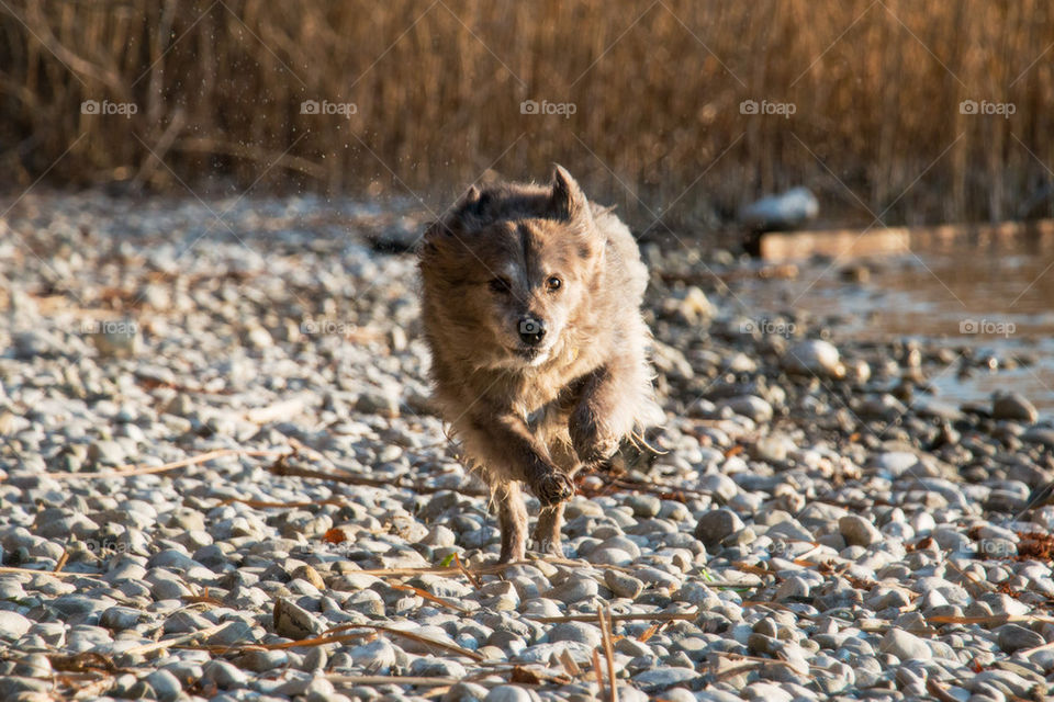 Running wet dog