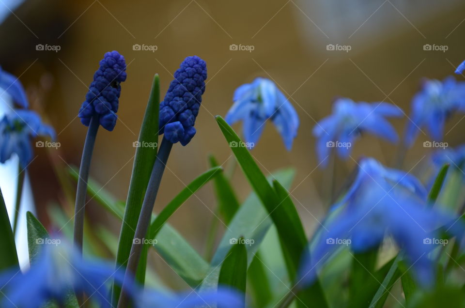 Blue color flower