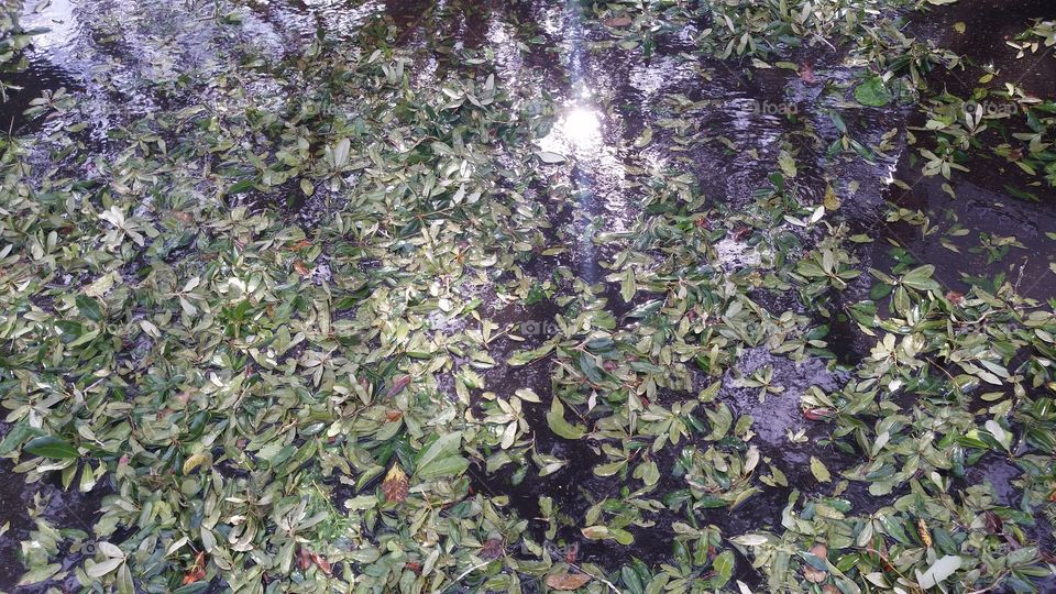 leaves in the water