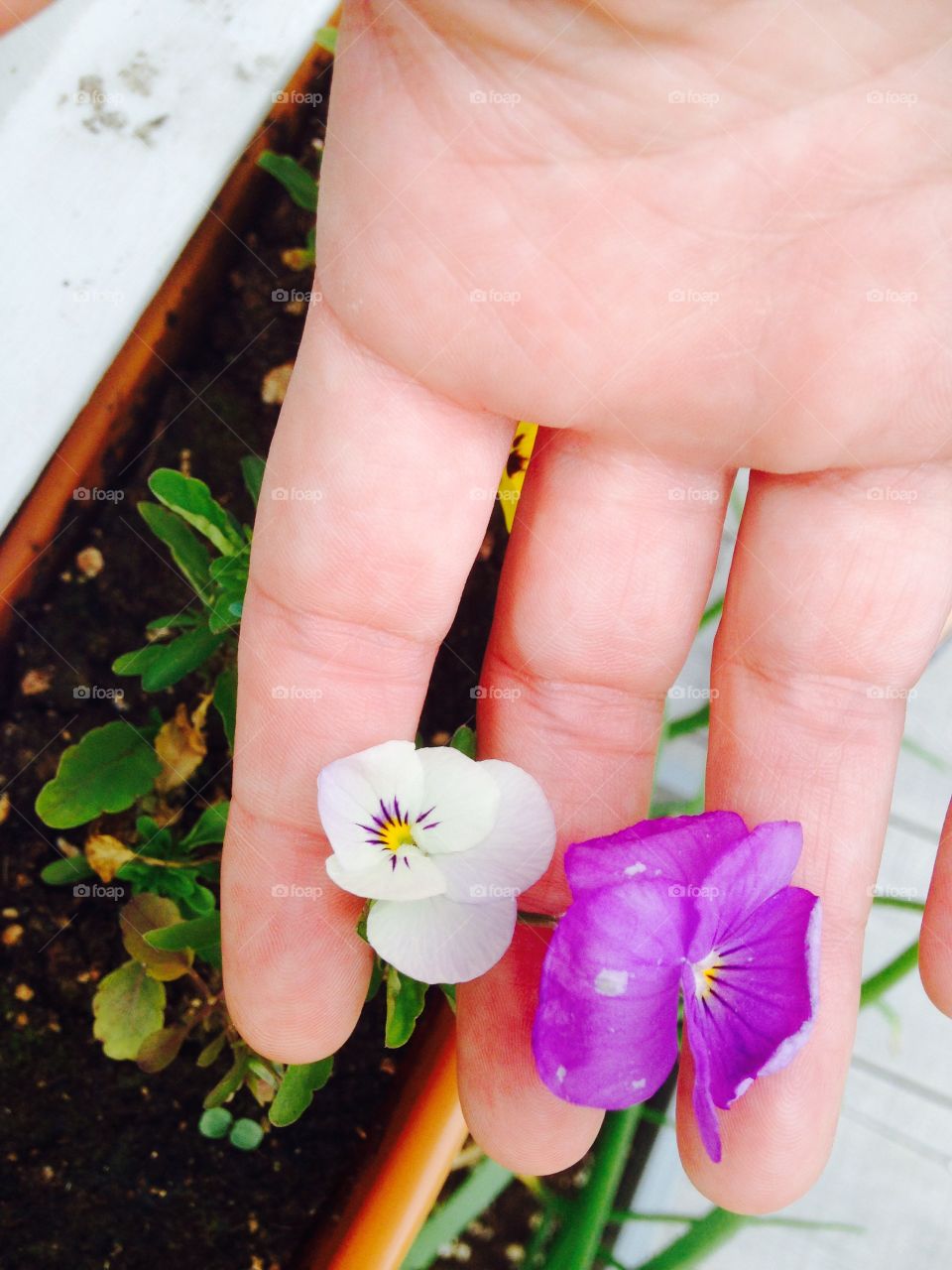 A five year old and a 2 year old grew these.