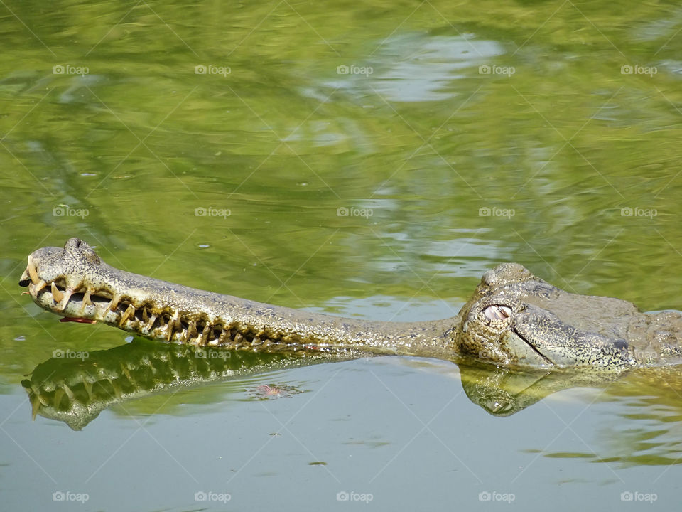 Crocodile. Taking a dip in the pond to cool down on a hot summer afternoon