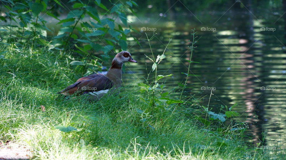 A duck in a park in Antwerp