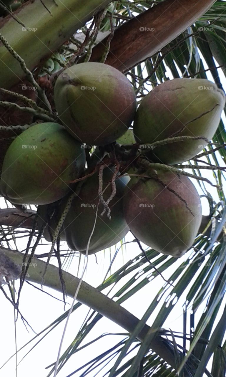coconut