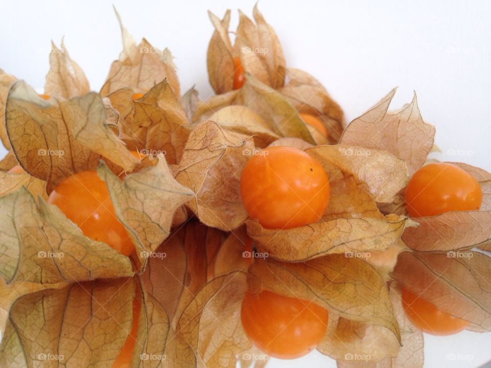 Physalis